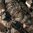 EBERLESTOCK OPERATOR PACK - MULTICAM